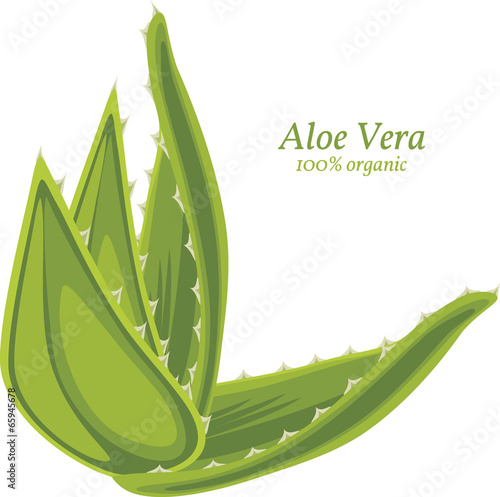 Vector: Aloe vera isolated on the white Aloe vera isolated on the white