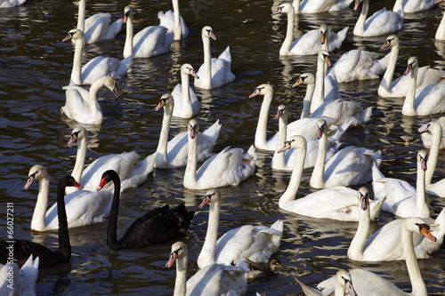 Photo: many black and white swan many black and white swan