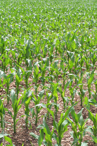 Photo: campo di mais_ campagna campo di mais_ campagna