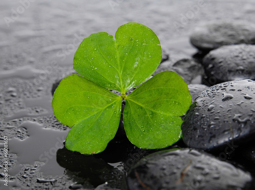 Photo: Still life with Shamrock leaf with wet stones Still life with Shamrock leaf with wet stones