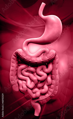 Illustration: human digestive system human digestive system