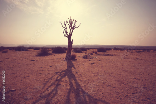 Photo: African tree African tree