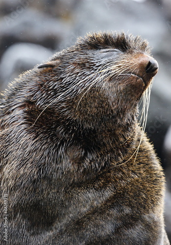 Photo: Секач 2 Секач 2