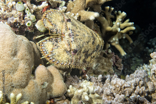 Photo: A squill underwater close up portrait A squill underwater close up portrait