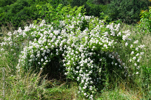 Photo: blossoming bush of a dogrose blossoming bush of a dogrose