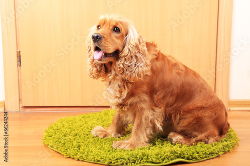 Photo: English cocker spaniel on rug near door English cocker spaniel on rug near door