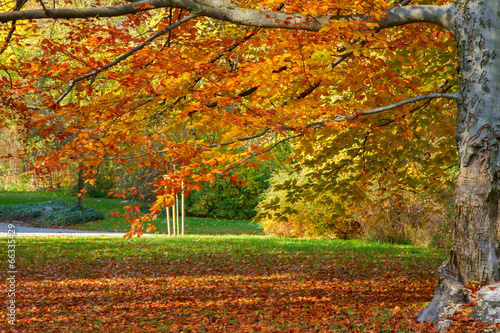 Photo: autumn park autumn park