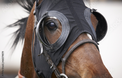 Photo: Race horse head with blinkers detail Race horse head with blinkers detail