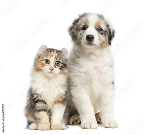 Photo: Kitten and puppy sitting, isolated on white Kitten and puppy sitting, isolated on white