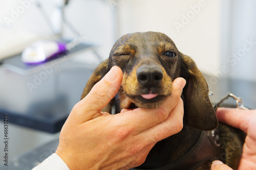 Photo: Veterinarian is looking to the eyes of dog Veterinarian is looking to the eyes of dog
