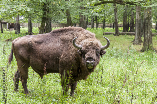 Photo: Bialowieski National Park - Poland. Aurochs head. Bialowieski National Park - Poland. Aurochs head.