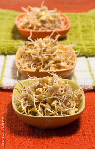 Photo: germogli di lenticchie germogli di lenticchie