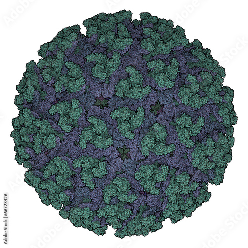 Illustration: Chikungunya virus. Causes chikungunya disease. Chikungunya virus. Causes chikungunya disease.