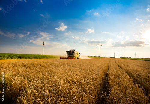 Photo: Harvesting wheat Harvesting wheat