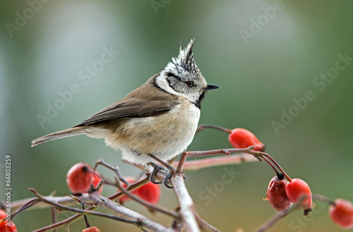 Photo: Crested tit Crested tit