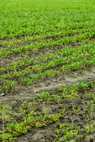 Photo: Field of red beet Field of red beet