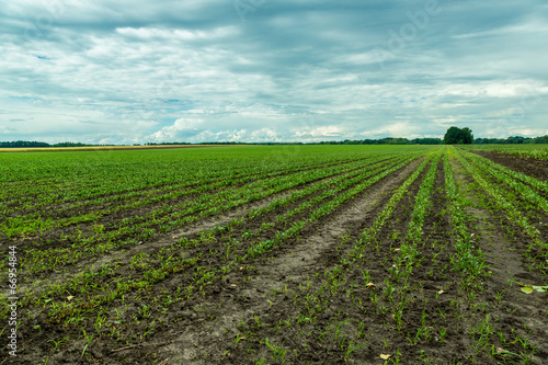 Photo: Field of red beet Field of red beet