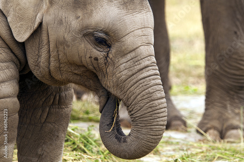 Photo: Young elephant Young elephant