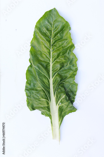Photo: Chard Leaf Chard Leaf