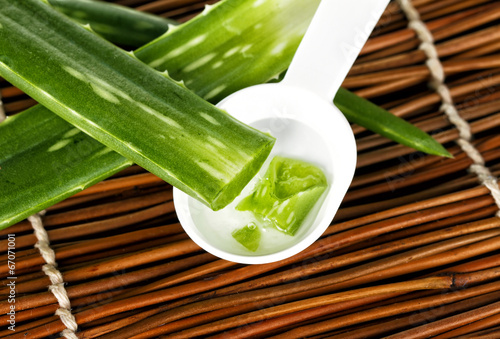 Photo: aloe vera aloe vera