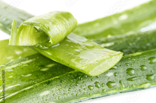Photo: aloe vera aloe vera