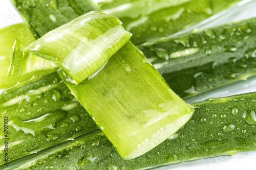 Photo: aloe vera aloe vera