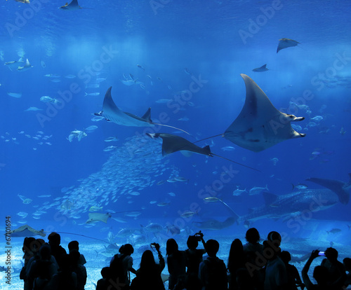 Photo: aquarium window in Okinawa, Japan aquarium window in Okinawa, Japan