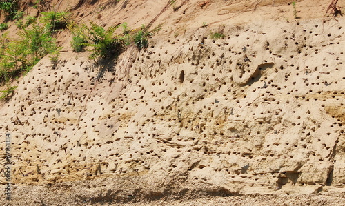 Photo: Colony of swallows, Active Sand Martin breeding colony Colony of swallows, Active Sand Martin breeding colony