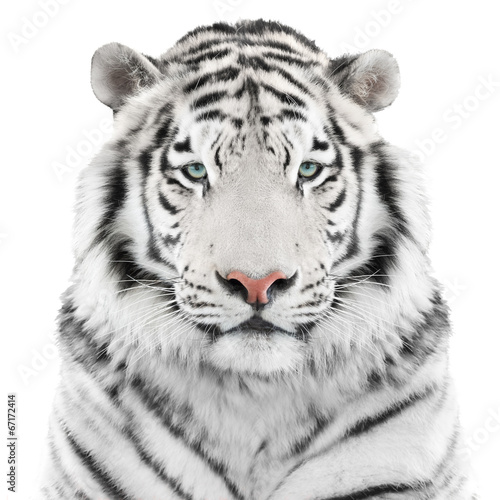 Isolated white tiger - 67172414