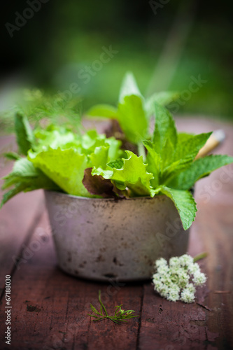 Photo: Fresh lettuce in the garden. Fresh lettuce in the garden.