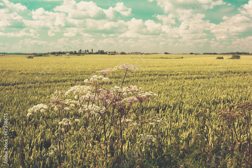 Photo: Wheat field in summer Wheat field in summer