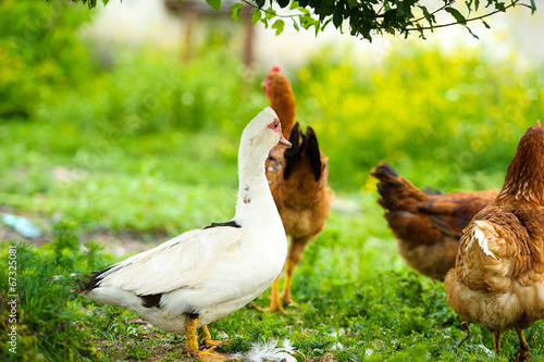 Photo: chicken chicken
