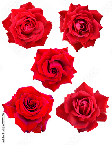 Photo: roses roses