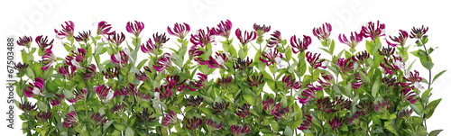 Photo: Honeysuckle wall Honeysuckle wall