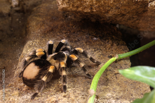 Photo: Deadly spider Deadly spider