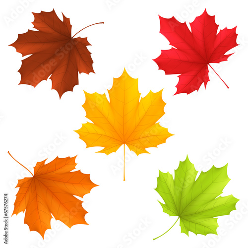Vector: Collection of color autumn leaves. Collection of color autumn leaves.