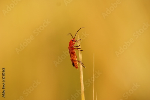 Photo: Weichkäfer Weichkäfer