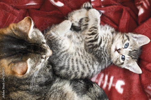 Photo: Kätzchen auf Decke liegen Kätzchen auf Decke liegen