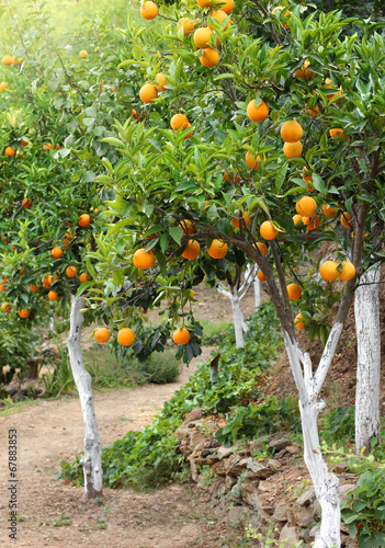 Photo: Mediterranean orange grove trees Mediterranean orange grove trees