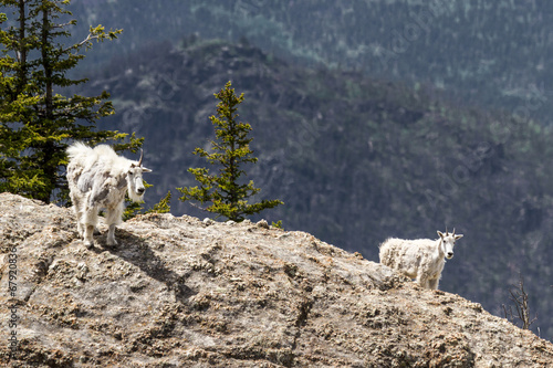 Photo: mountain goats mountain goats