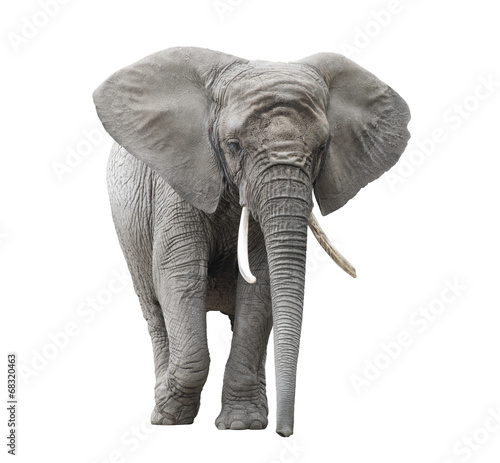 African elephant isolated on white with clipping path - 68320463