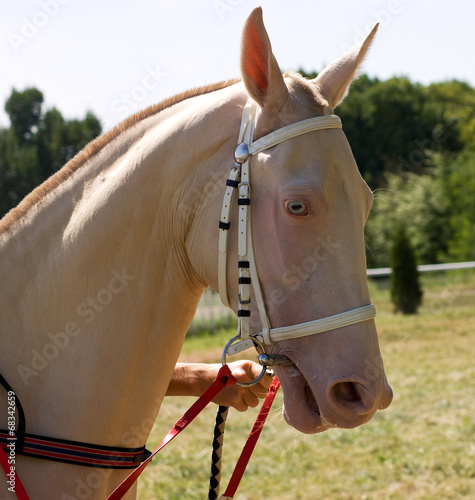 Photo: Portrait of akhal-teke horse Portrait of akhal-teke horse