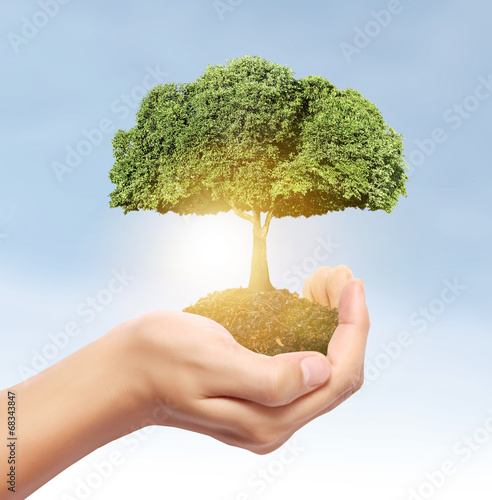 Photo: tree coins in hand tree coins in hand