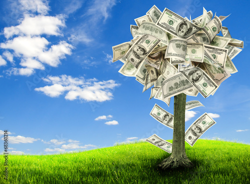 Photo: Money tree Money tree