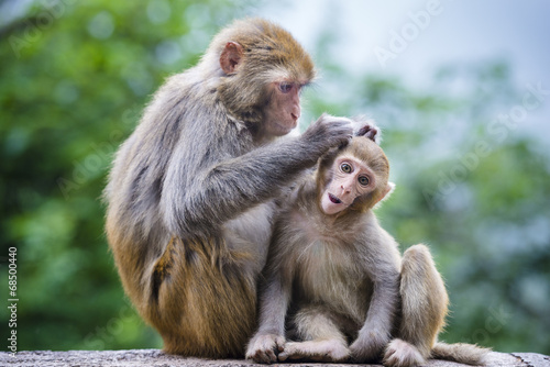 Photo: Macaques in Guiyang, China Macaques in Guiyang, China