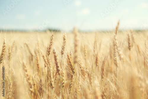 Photo: golden wheat field and sunny day golden wheat field and sunny day