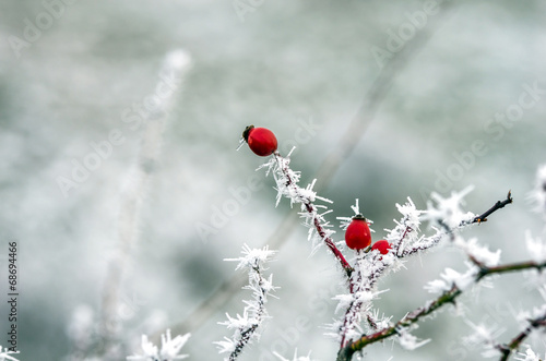 Photo: eglantine eglantine