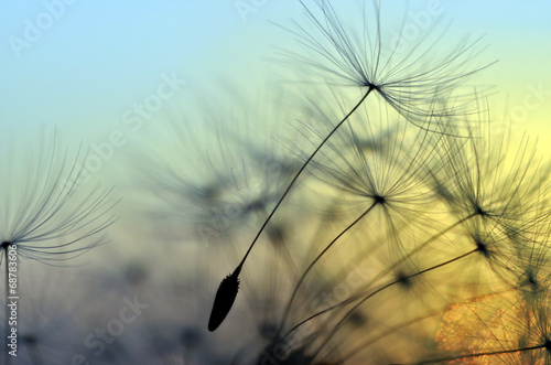 Fototapeta Golden sunset and dandelion, meditative zen background