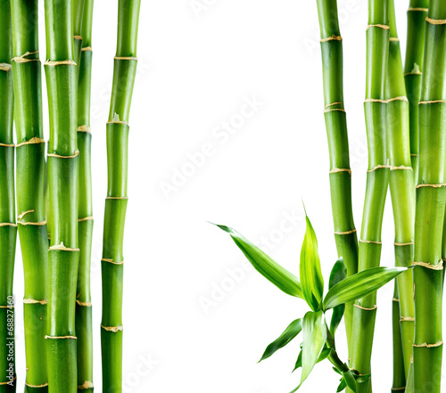 Fototapeta branches of bamboo board