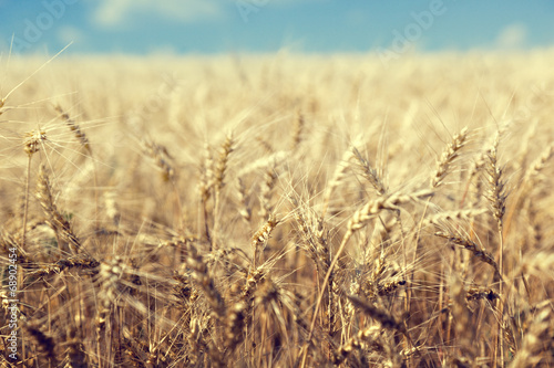 Photo: wheat field and sunny day wheat field and sunny day